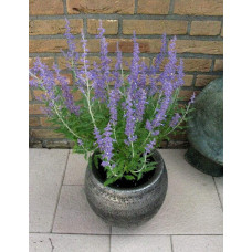 Перовскія лебедолиста | Перовския лебедолистная | Perovskia atriplicifolia