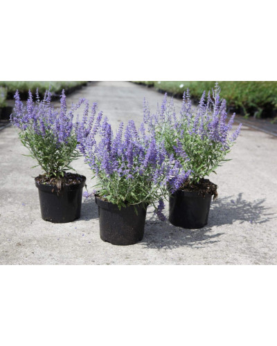 Перовскія лебедолиста | Перовския лебедолистная | Perovskia atriplicifolia