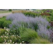 Перовскія лебедолиста | Перовския лебедолистная | Perovskia atriplicifolia