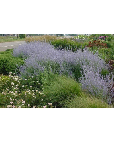 Перовскія лебедолиста | Перовския лебедолистная | Perovskia atriplicifolia