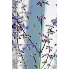Перовскія лебедолиста | Перовския лебедолистная | Perovskia atriplicifolia