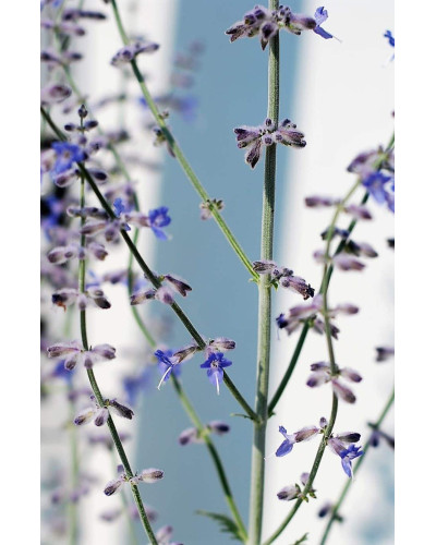 Перовскія лебедолиста | Перовския лебедолистная | Perovskia atriplicifolia