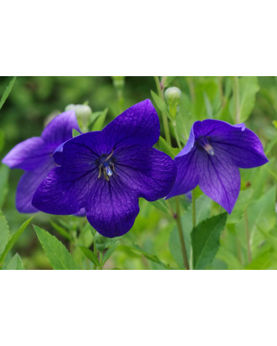 Платикодон великоквітковий Астра Блю | Платикодон крупноцветковый Астра Блю | Platycodon grandiflorus Astra Blue