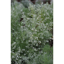 Полин шмідта Нана | Artemisia schmidtiana Nana | Полынь шмидта Нана