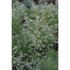 Полин шмідта Нана | Artemisia schmidtiana Nana | Полынь шмидта Нана