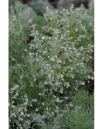 Полин шмідта Нана | Artemisia schmidtiana Nana | Полынь шмидта Нана