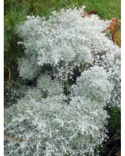 Полин шмідта Нана | Artemisia schmidtiana Nana | Полынь шмидта Нана