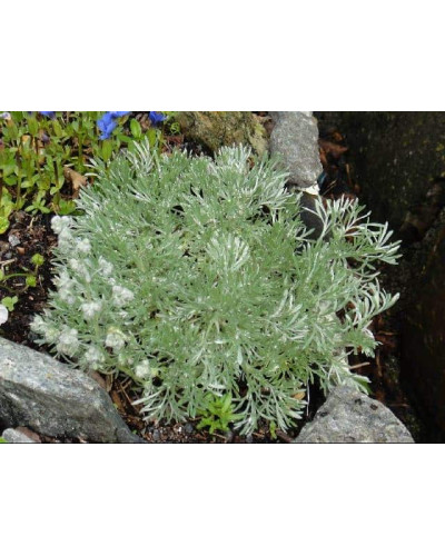 Полин шмідта Нана | Artemisia schmidtiana Nana | Полынь шмидта Нана