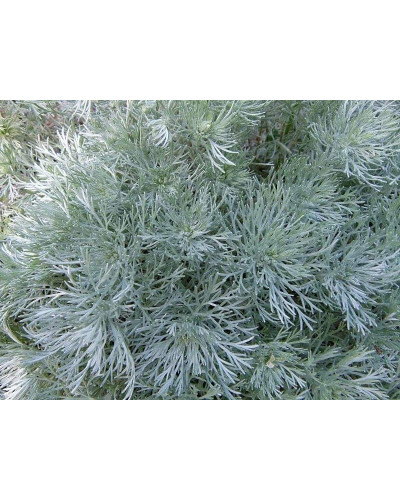 Полин шмідта Нана | Artemisia schmidtiana Nana | Полынь шмидта Нана
