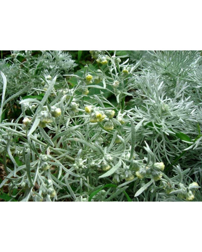 Полин шмідта Нана | Artemisia schmidtiana Nana | Полынь шмидта Нана