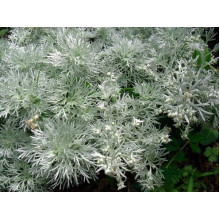 Полин шмідта Нана | Artemisia schmidtiana Nana | Полынь шмидта Нана