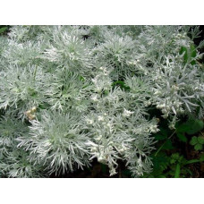 Полин шмідта Нана | Artemisia schmidtiana Nana | Полынь шмидта Нана