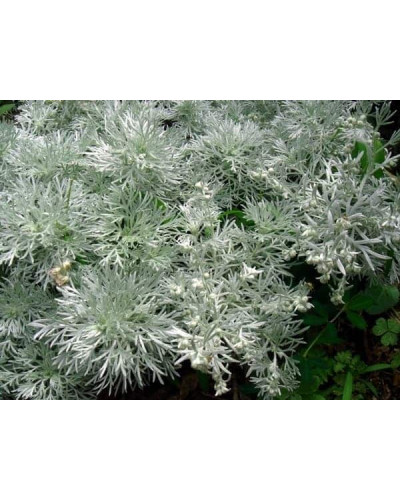 Полин шмідта Нана | Artemisia schmidtiana Nana | Полынь шмидта Нана