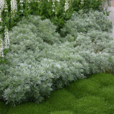 Полин шмідта Нана | Artemisia schmidtiana Nana | Полынь шмидта Нана