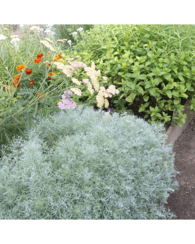 Полин шмідта Нана | Artemisia schmidtiana Nana | Полынь шмидта Нана