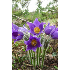 Простріл звичайний / Сон-трава (асорті) | Pulsatilla vulgaris | Прострел обыкновенный / Сон-трава (ассорти)