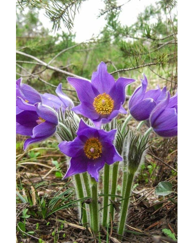 Простріл звичайний / Сон-трава (асорті) | Pulsatilla vulgaris | Прострел обыкновенный / Сон-трава (ассорти)