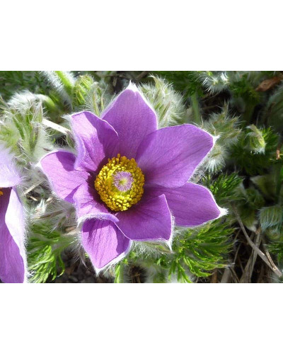 Простріл звичайний / Сон-трава (асорті) | Pulsatilla vulgaris | Прострел обыкновенный / Сон-трава (ассорти)