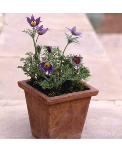 Простріл звичайний / Сон-трава (асорті) | Pulsatilla vulgaris | Прострел обыкновенный / Сон-трава (ассорти)