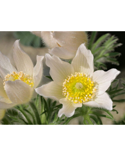 Простріл звичайний / Сон-трава (асорті) | Pulsatilla vulgaris | Прострел обыкновенный / Сон-трава (ассорти)