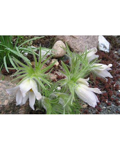 Простріл звичайний / Сон-трава (асорті) | Pulsatilla vulgaris | Прострел обыкновенный / Сон-трава (ассорти)