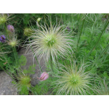 Простріл звичайний / Сон-трава (асорті) | Pulsatilla vulgaris | Прострел обыкновенный / Сон-трава (ассорти)