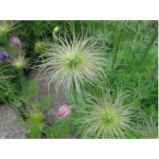 Простріл звичайний / Сон-трава (асорті) | Pulsatilla vulgaris | Прострел обыкновенный / Сон-трава (ассорти)