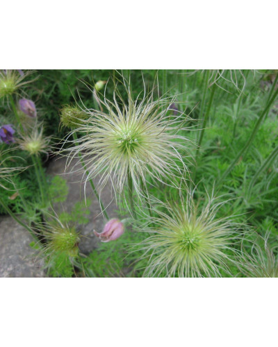 Простріл звичайний / Сон-трава (асорті) | Pulsatilla vulgaris | Прострел обыкновенный / Сон-трава (ассорти)