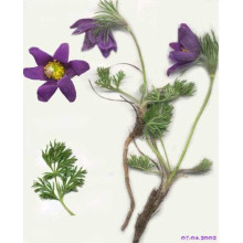 Простріл звичайний / Сон-трава (асорті) | Pulsatilla vulgaris | Прострел обыкновенный / Сон-трава (ассорти)