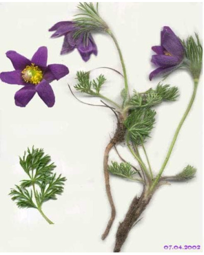 Простріл звичайний / Сон-трава (асорті) | Pulsatilla vulgaris | Прострел обыкновенный / Сон-трава (ассорти)