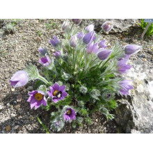 Простріл звичайний / Сон-трава (асорті) | Pulsatilla vulgaris | Прострел обыкновенный / Сон-трава (ассорти)