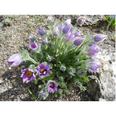 Простріл звичайний / Сон-трава (асорті) | Pulsatilla vulgaris | Прострел обыкновенный / Сон-трава (ассорти)