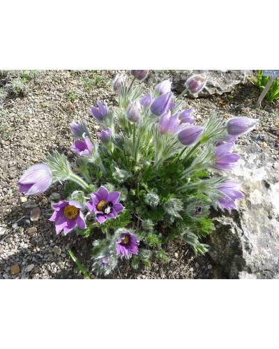 Простріл звичайний / Сон-трава (асорті) | Pulsatilla vulgaris | Прострел обыкновенный / Сон-трава (ассорти)