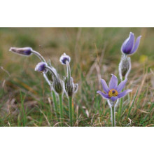 Простріл звичайний / Сон-трава (асорті) | Pulsatilla vulgaris | Прострел обыкновенный / Сон-трава (ассорти)