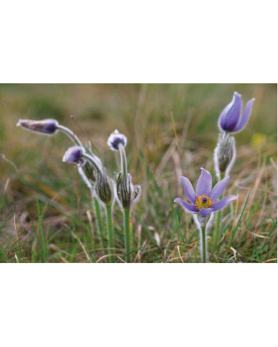 Простріл звичайний / Сон-трава (асорті) | Pulsatilla vulgaris | Прострел обыкновенный / Сон-трава (ассорти)