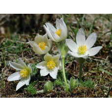 Простріл звичайний / Сон-трава (асорті) | Pulsatilla vulgaris | Прострел обыкновенный / Сон-трава (ассорти)