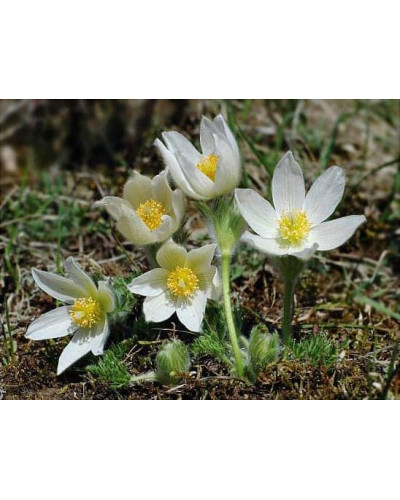 Простріл звичайний / Сон-трава (асорті) | Pulsatilla vulgaris | Прострел обыкновенный / Сон-трава (ассорти)