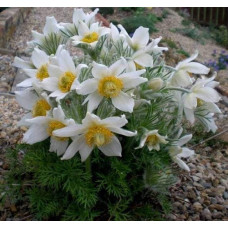 Простріл звичайний / Сон-трава (асорті) | Pulsatilla vulgaris | Прострел обыкновенный / Сон-трава (ассорти)