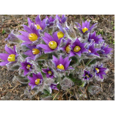 Простріл звичайний / Сон-трава (асорті) | Pulsatilla vulgaris | Прострел обыкновенный / Сон-трава (ассорти)