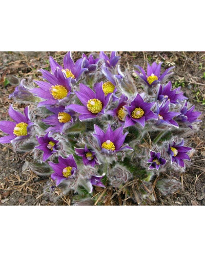 Простріл звичайний / Сон-трава (асорті) | Pulsatilla vulgaris | Прострел обыкновенный / Сон-трава (ассорти)