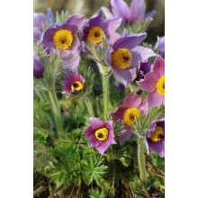 Простріл звичайний Блау Глоук /сон-трава бордова | Pulsatilla vulgaris Blaue Glocke | Прострел обыкновенный Блау Глоук /сон-трава бордовая