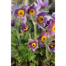 Простріл звичайний Блау Глоук /сон-трава бордова | Pulsatilla vulgaris Blaue Glocke | Прострел обыкновенный Блау Глоук /сон-трава бордовая