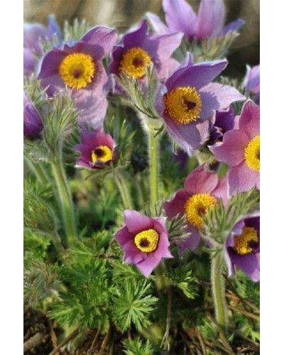 Простріл звичайний Блау Глоук /сон-трава бордова | Pulsatilla vulgaris Blaue Glocke | Прострел обыкновенный Блау Глоук /сон-трава бордовая