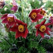 Простріл звичайний Блау Глоук /сон-трава бордова | Pulsatilla vulgaris Blaue Glocke | Прострел обыкновенный Блау Глоук /сон-трава бордовая