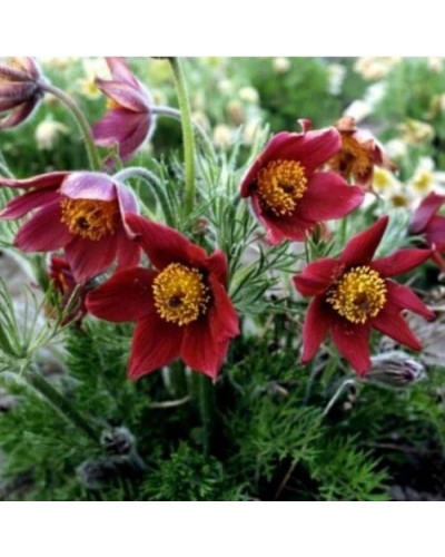Простріл звичайний Блау Глоук /сон-трава бордова | Pulsatilla vulgaris Blaue Glocke | Прострел обыкновенный Блау Глоук /сон-трава бордовая