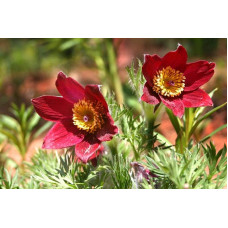 Простріл звичайний Блау Глоук /сон-трава бордова | Pulsatilla vulgaris Blaue Glocke | Прострел обыкновенный Блау Глоук /сон-трава бордовая