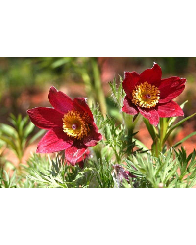 Простріл звичайний Блау Глоук /сон-трава бордова | Pulsatilla vulgaris Blaue Glocke | Прострел обыкновенный Блау Глоук /сон-трава бордовая