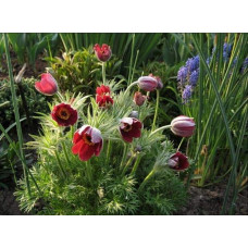 Простріл звичайний Блау Глоук /сон-трава бордова | Pulsatilla vulgaris Blaue Glocke | Прострел обыкновенный Блау Глоук /сон-трава бордовая