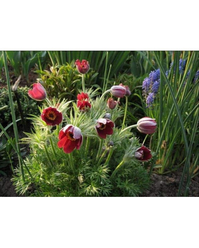 Простріл звичайний Блау Глоук /сон-трава бордова | Pulsatilla vulgaris Blaue Glocke | Прострел обыкновенный Блау Глоук /сон-трава бордовая