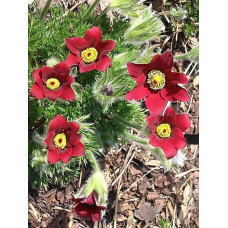 Простріл звичайний Блау Глоук /сон-трава бордова | Pulsatilla vulgaris Blaue Glocke | Прострел обыкновенный Блау Глоук /сон-трава бордовая